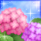 紫陽花-m