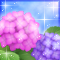 紫陽花-p