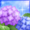 紫陽花-v