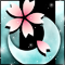 春月桜-c