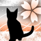 淡桜猫-o