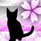 淡桜猫-p