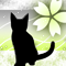 淡桜猫-yg