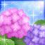 紫陽花-p