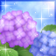 紫陽花-v